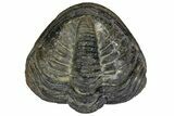 Bumpy, Enrolled Drotops Trilobite - About Around #165877-3